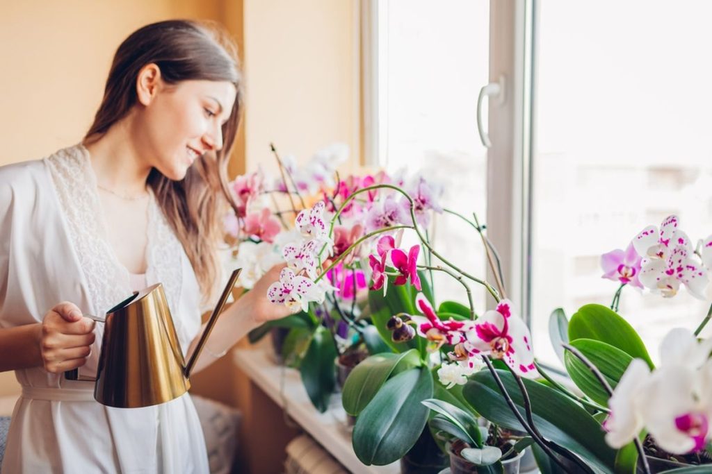Viete, ako polievať orchidey, aby vás naďalej tešili svojimi kvetmi?