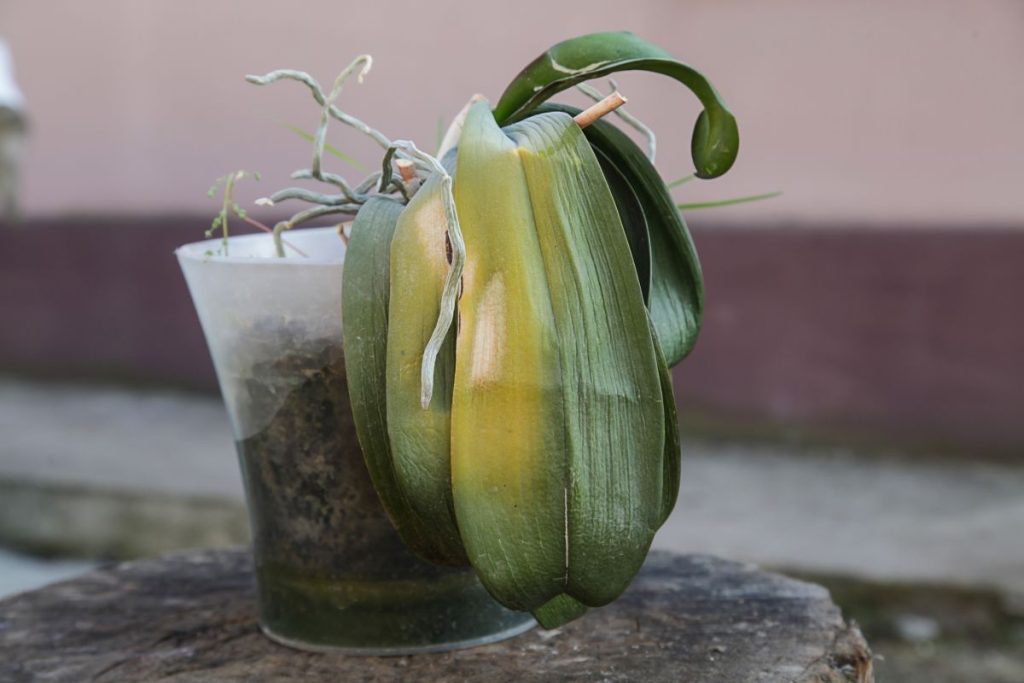Viete, ako polievať orchidey, aby vás naďalej tešili svojimi kvetmi?
