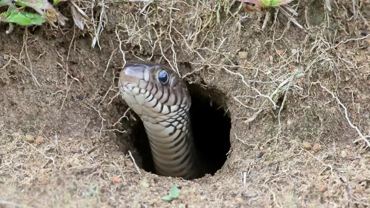 Buďte opatrní, táto diera vo vašej záhrade môže byť hadím hniezdom: čo robiť?