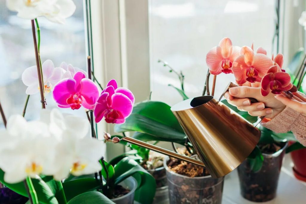 Viete, ako polievať orchidey, aby vás naďalej tešili svojimi kvetmi?