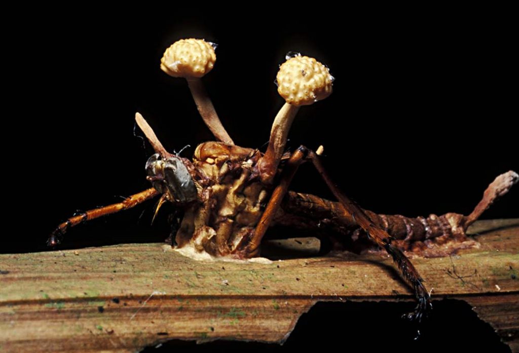 Predhistorické zombie: jantár zachoval prvé obete huby Ophiocordyceps pred 130 miliónmi rokov