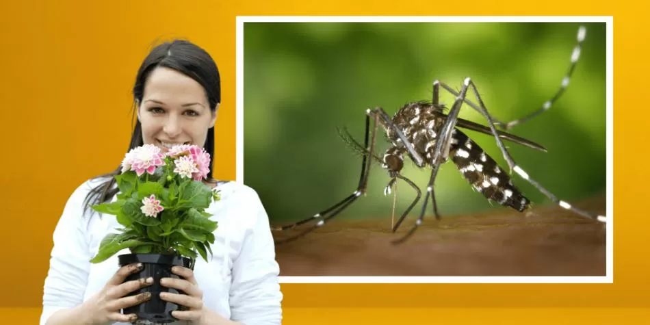 Ani len nepomýšľajte na pestovanie tejto rastliny vo vašej záhrade: priťahuje komáre.