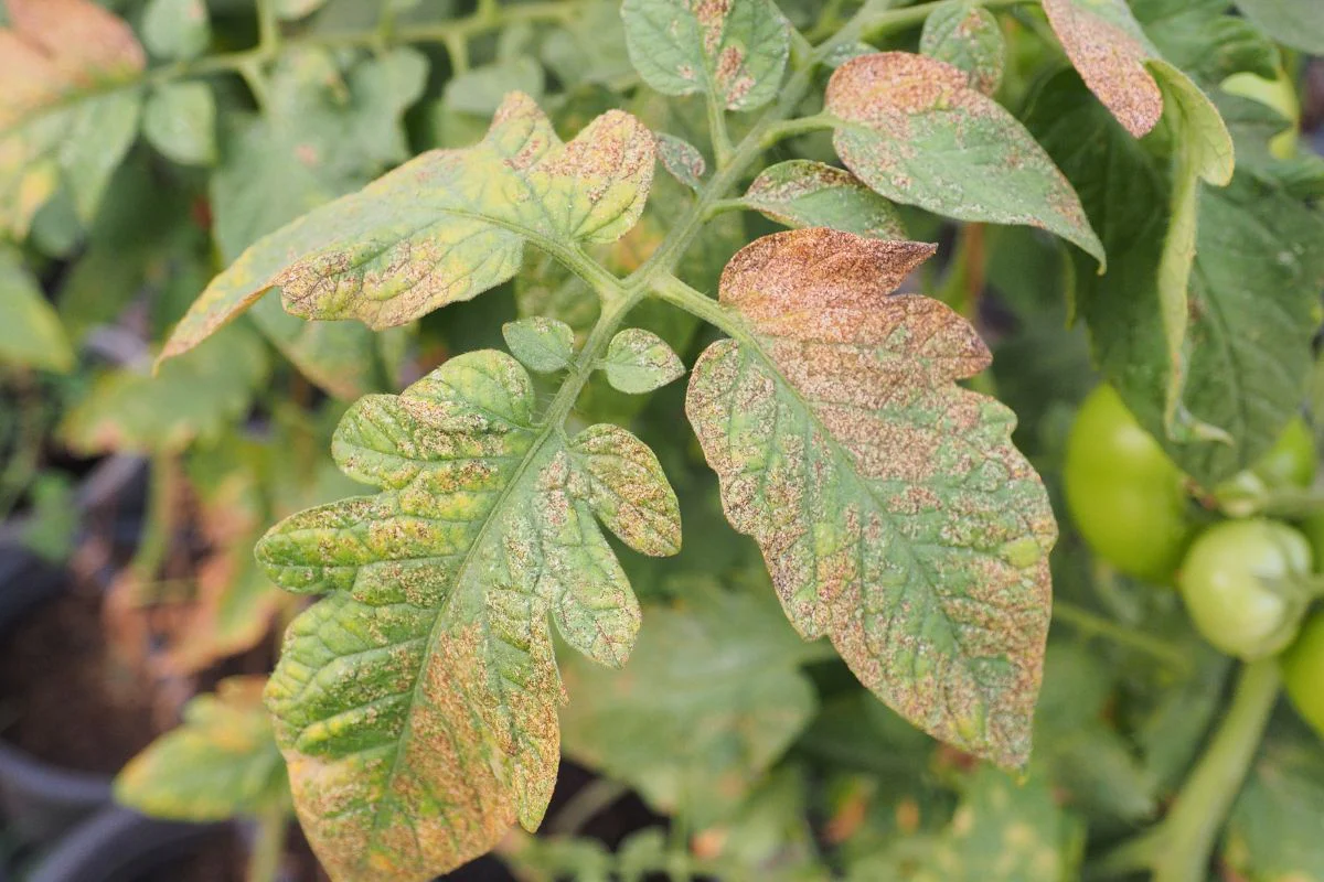 Fľaky na listoch paradajok? Môžu to byť pavúkovité roztoče. Tu je návod, ako sa ich zbaviť.