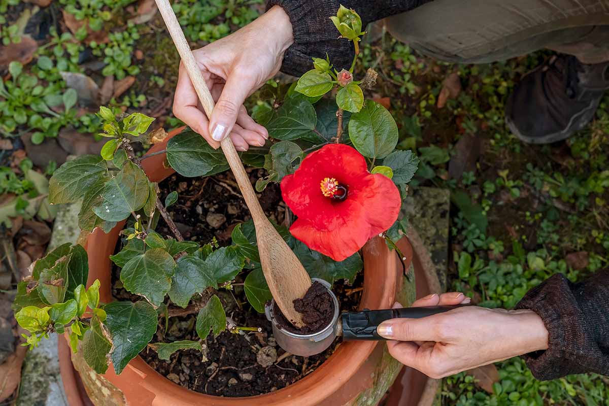 Tieto obľúbené záhradné rastliny hynú kvôli používaniu kávovej usadeniny ako hnojiva
