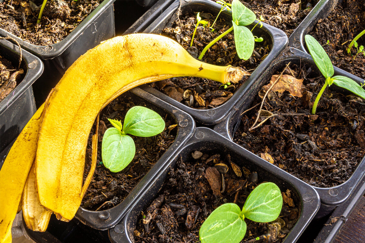 Nalejte do črepníka. Orchidea rýchlo ožije a zakvitne.