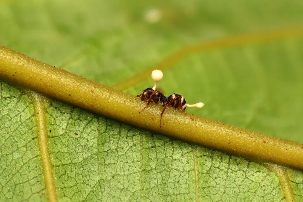 Predhistorické zombie: jantár zachoval prvé obete huby Ophiocordyceps pred 130 miliónmi rokov