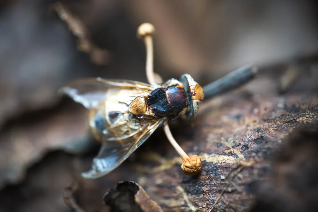Predhistorické zombie: jantár zachoval prvé obete huby Ophiocordyceps pred 130 miliónmi rokov