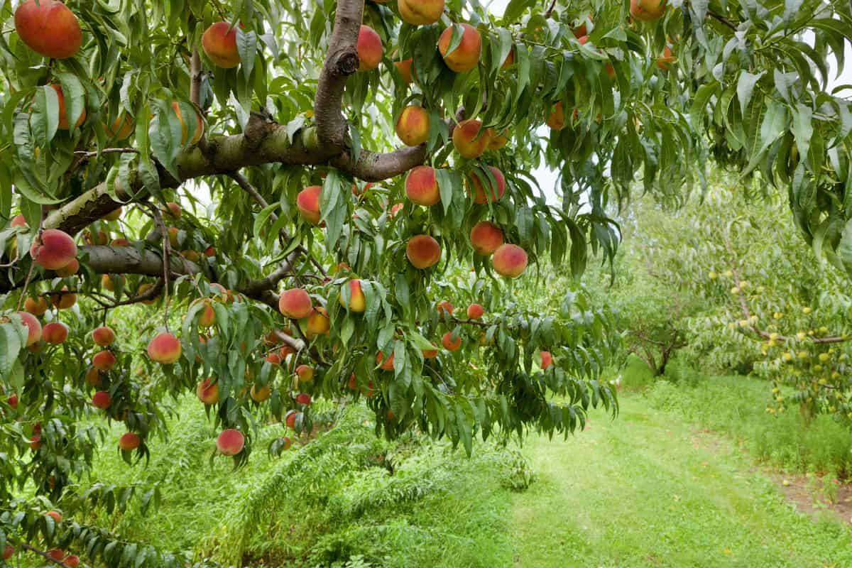 V lete tento jednoduchý trik pri kmeňoch ovocných stromov zvyšuje vlhkosť a zaručuje bohatú úrodu bez nadmerného polievania.