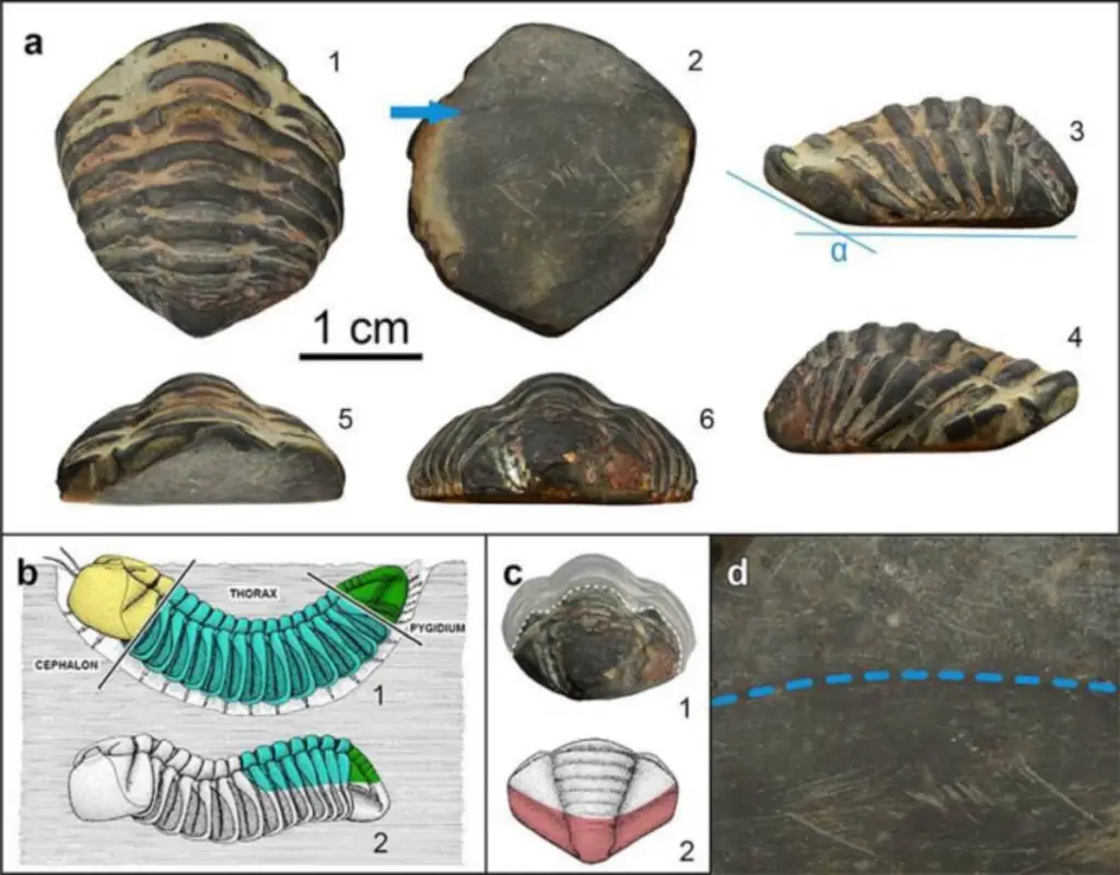 Archeológovia objavili 450 miliónov rokov starý trilobit, ktorý sa používal ako amulet v Rímskej ríši: našli ho na skládke odpadu v luxusnom dome v Galízii