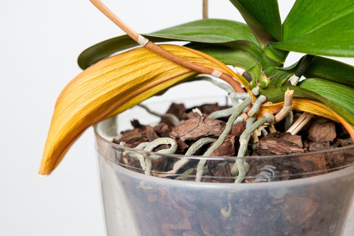 Nalejte do črepníka. Orchidea rýchlo ožije a zakvitne.