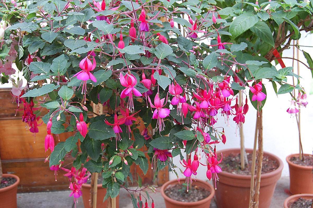 Je potrebné urýchlene prijať tieto prírodné rady, aby vás fuchsie potešili jasnými farbami a šetrili vodu počas celého leta.