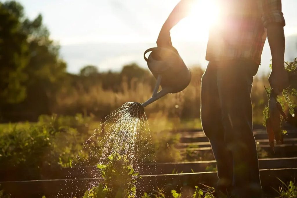 Skúsení záhradníci jednoznačne tvrdia, že toto je najlepšie obdobie na polievanie rastlín v lete, aby vaša záhrada bola vždy zelená