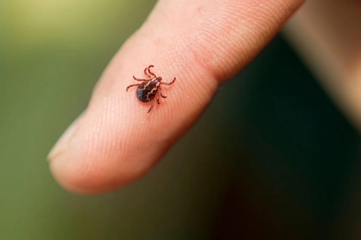 Zbohom, kliešte v lete: prírodná zložka vo vašej kuchyni