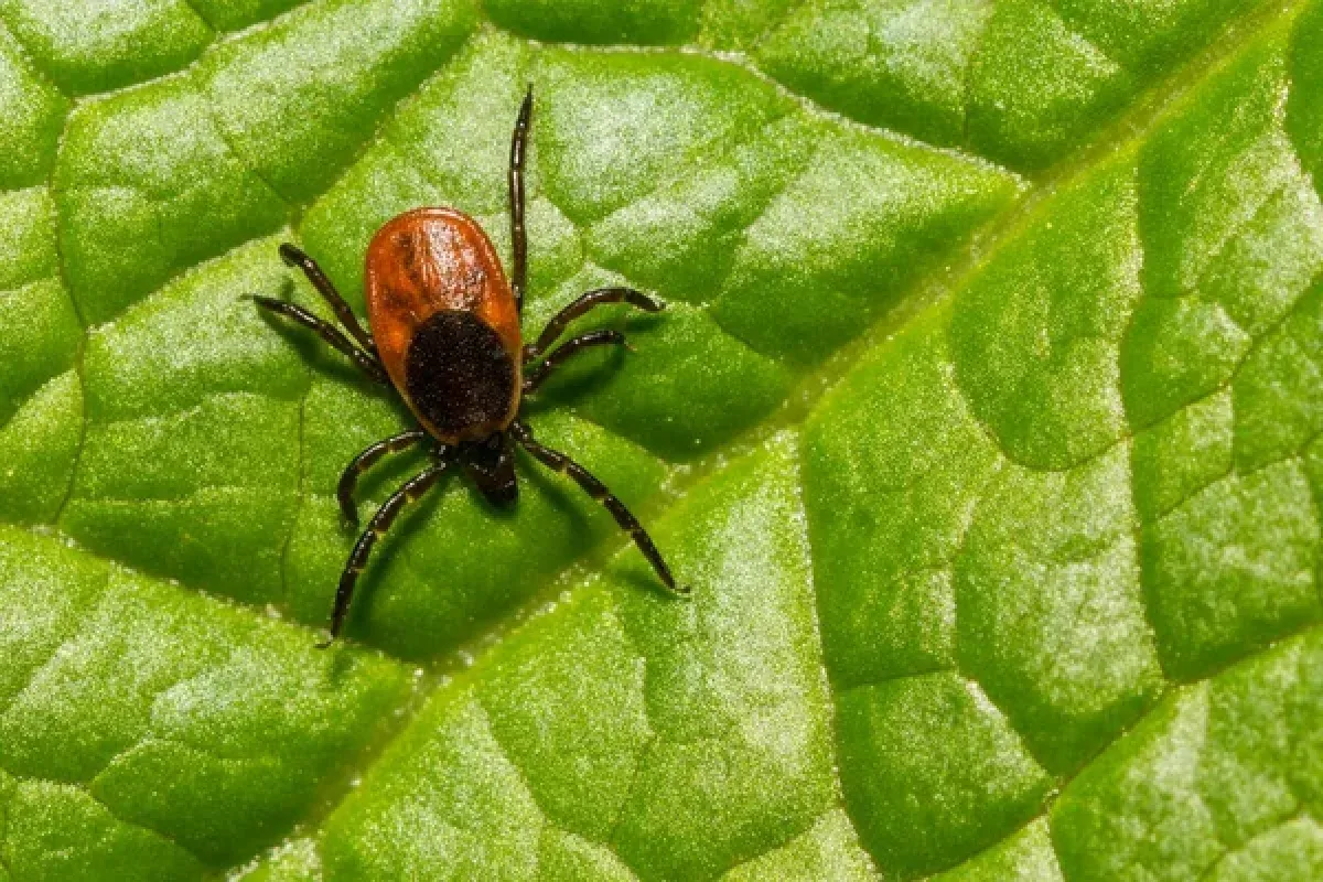 Zbohom, kliešte v lete: prírodná zložka vo vašej kuchyni
