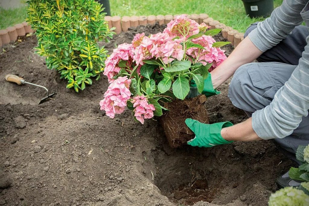 Hortenzie latnatá: 3 profesionálne tipy na starostlivosť