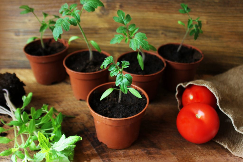 Teraz je ideálny čas na výsev tejto vynikajúcej neskorej odrody cherry paradajok, ktoré budete môcť zbierať v polovici jesene