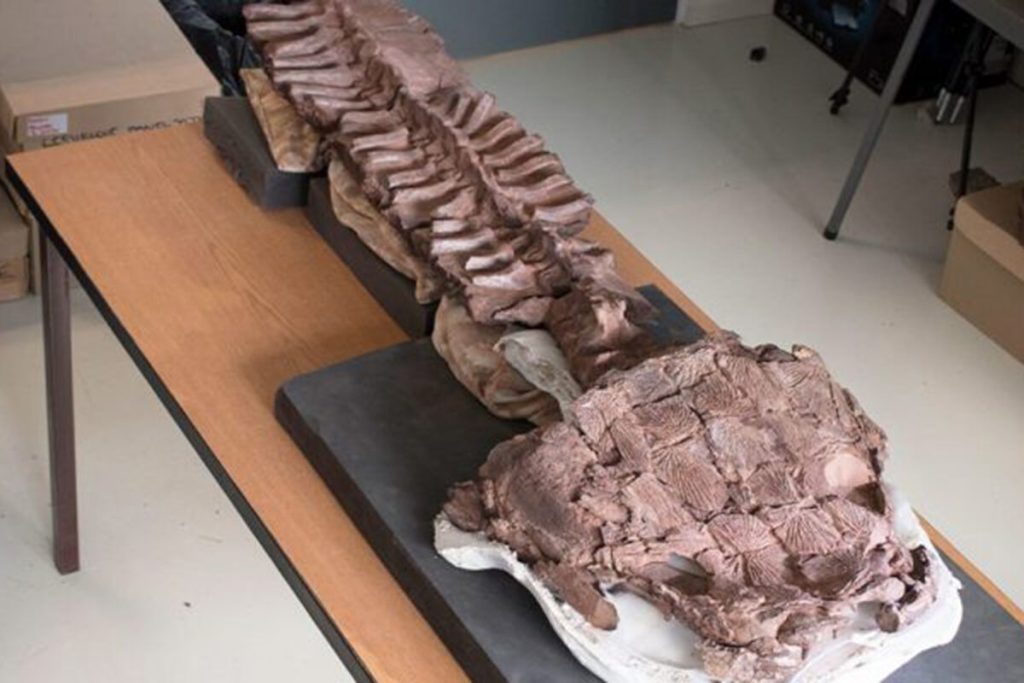 S plochou hlavou a obrovskými zubami: objavili sme obrovského dravca, staršieho ako dinosaury