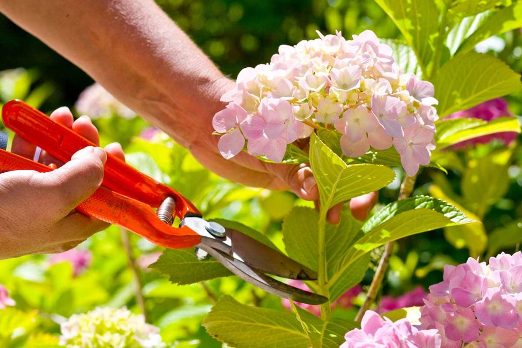 Hortenzie latnatá: 3 profesionálne tipy na starostlivosť