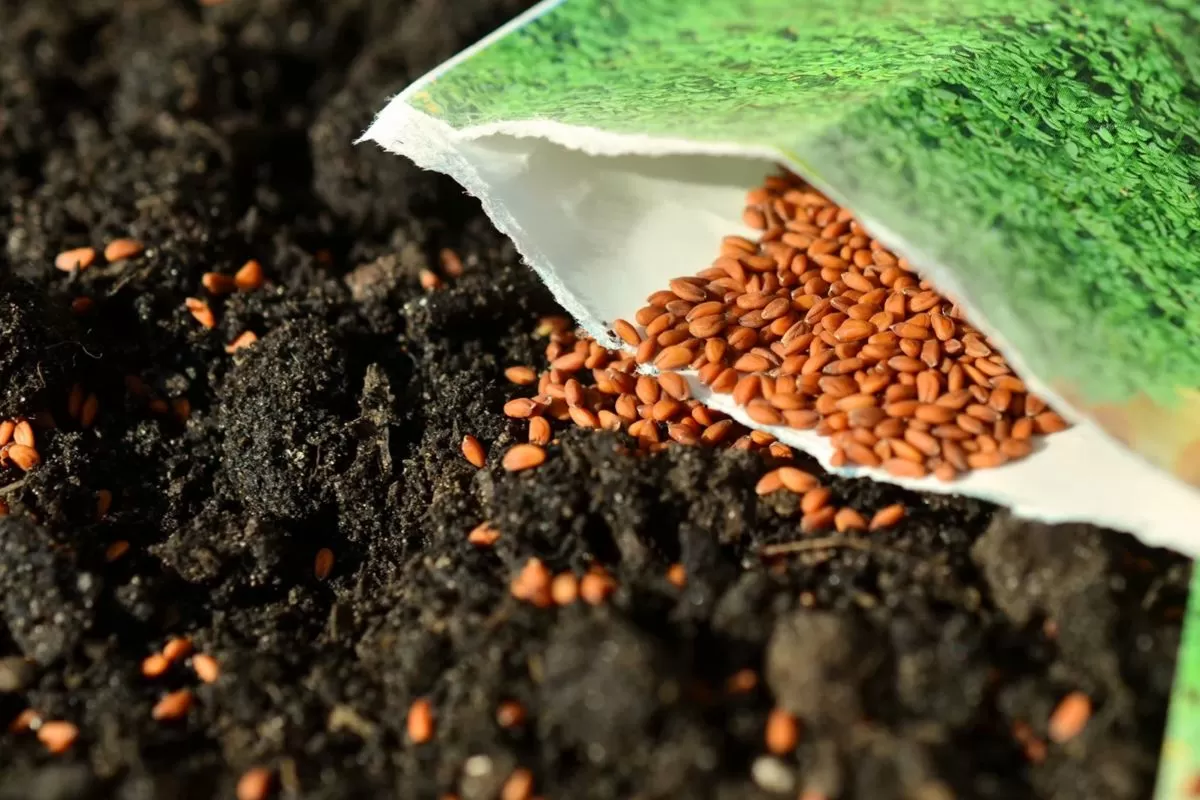 Najlepšie spôsoby klíčenia semien kivi v domácich podmienkach Je to proces, ktorý vyžaduje trpezlivosť, oddanosť a osobitnú starostlivosť, aby sa zabezpečil správny rast; tu je všetko, čo potrebujete vedieť.