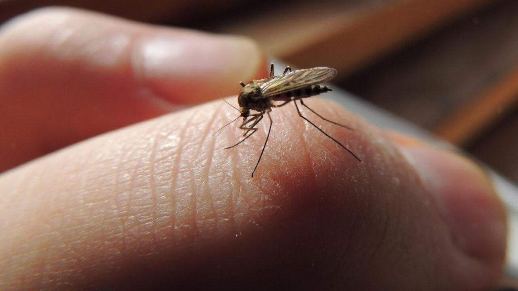 Ani len nepomýšľajte na pestovanie tejto rastliny vo vašej záhrade: priťahuje komáre.