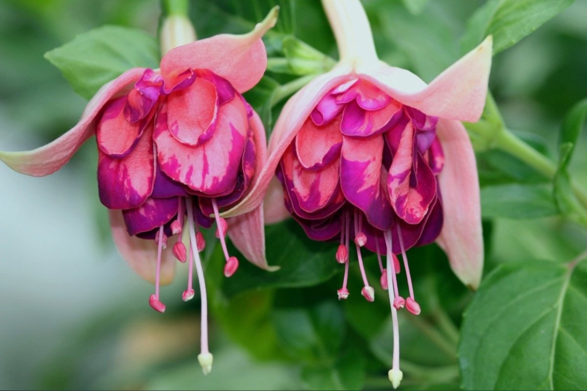 Je potrebné urýchlene prijať tieto prírodné rady, aby vás fuchsie potešili jasnými farbami a šetrili vodu počas celého leta.