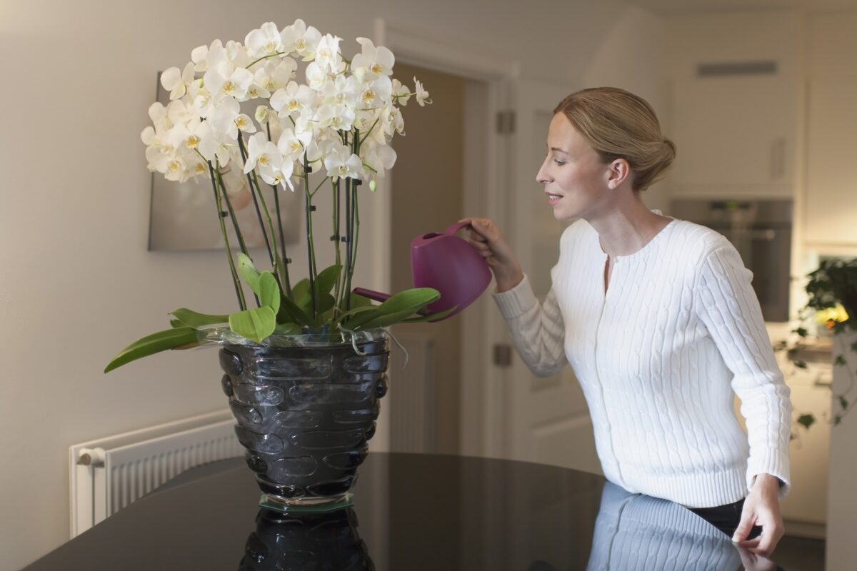 Pridajte čajovú lyžičku tohto korenia do kvetináča a vaša orchidea vás poteší svojím kvitnutím.