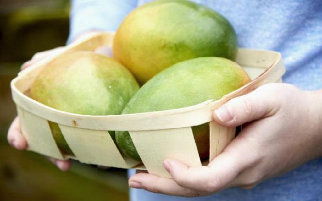 Jednoduchý spôsob, ako uchovať mango čerstvé dvakrát dlhšie, prekvapí potravinársky priemysel