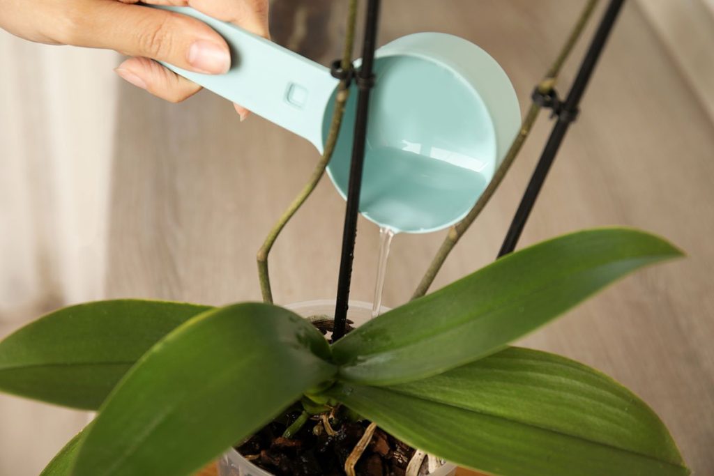 Pridajte čajovú lyžičku tejto prísady do črepníka. Orchidea vás poteší svojimi kvetmi
