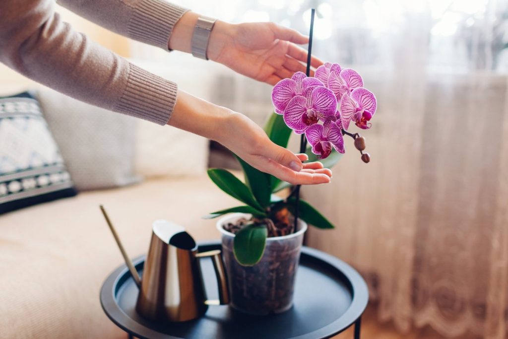 Pridajte čajovú lyžičku tejto prísady do črepníka. Orchidea vás poteší svojimi kvetmi