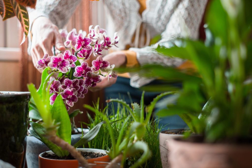 Dám tri lyžice do kvetináča a malá orchidea rastie ako na droždie. Tento domáci trik je skvelý