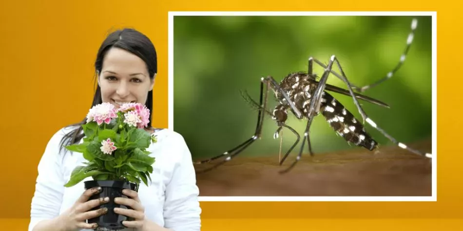 Ani len nepomýšľajte na pestovanie tejto rastliny vo vašej záhrade: priťahuje komáre.