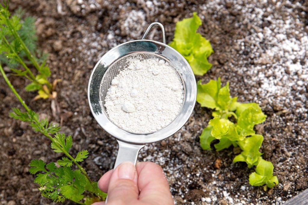 Čím posypať mravce v záhrade? V žiadnom prípade nie kypriacim prostriedkom, použite iný produkt