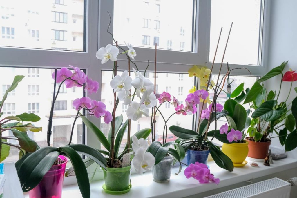 Nalejte do črepníka. Orchidea rýchlo ožije a zakvitne.