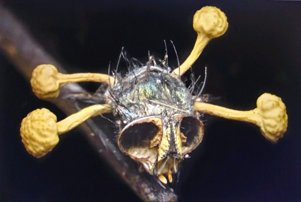 Predhistorické zombie: jantár zachoval prvé obete huby Ophiocordyceps pred 130 miliónmi rokov