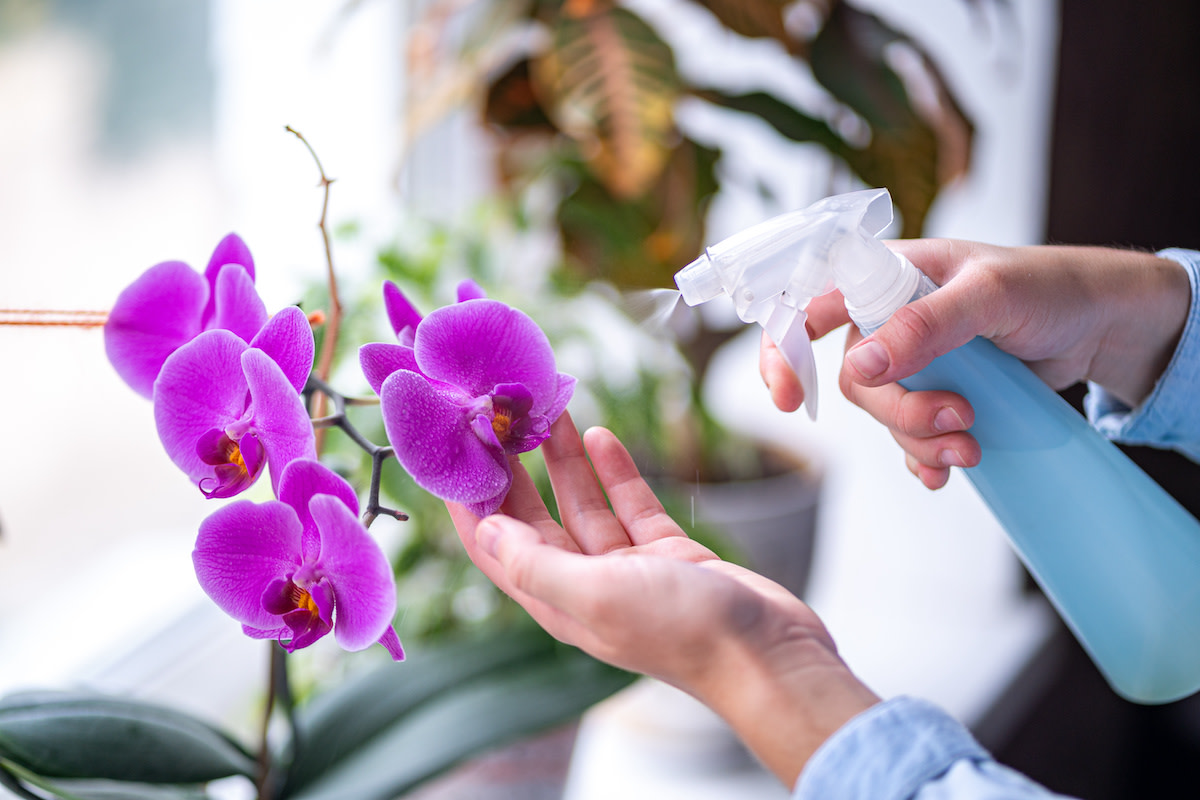 Nalejte do črepníka. Orchidea rýchlo ožije a zakvitne.