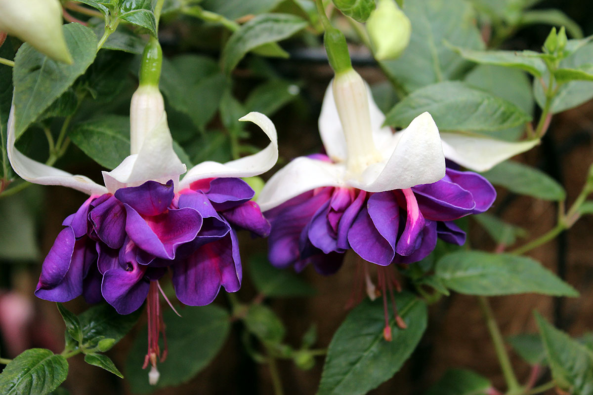 Je potrebné urýchlene prijať tieto prírodné rady, aby vás fuchsie potešili jasnými farbami a šetrili vodu počas celého leta.