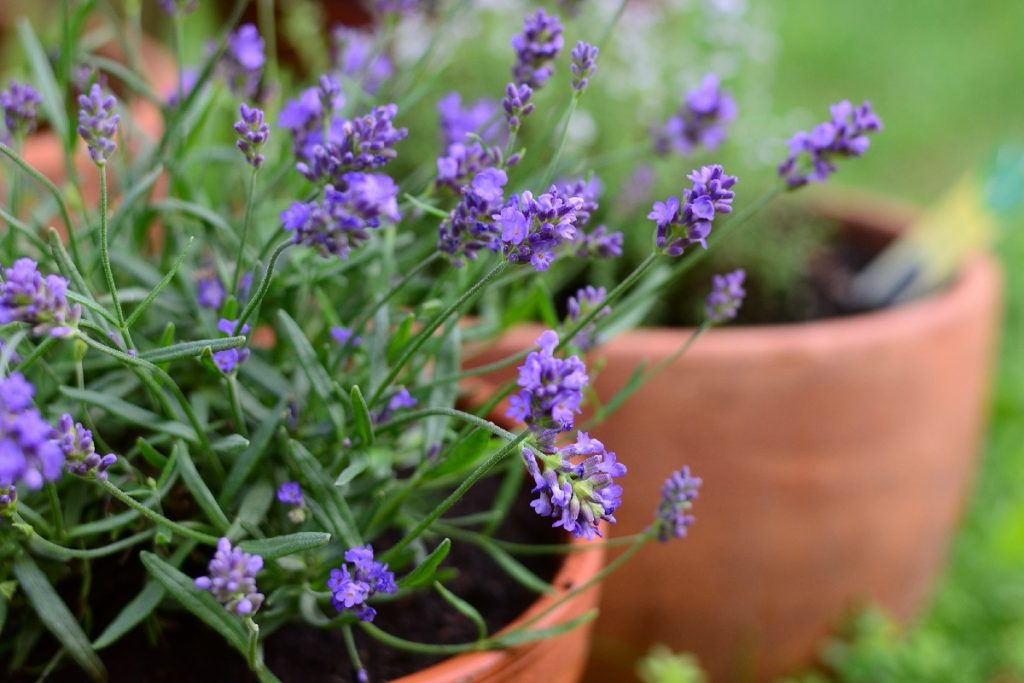 Lavanda bude „kvitnúť viac a zdravšie“, ak do pôdy pridáte 1 kuchynský odpad
