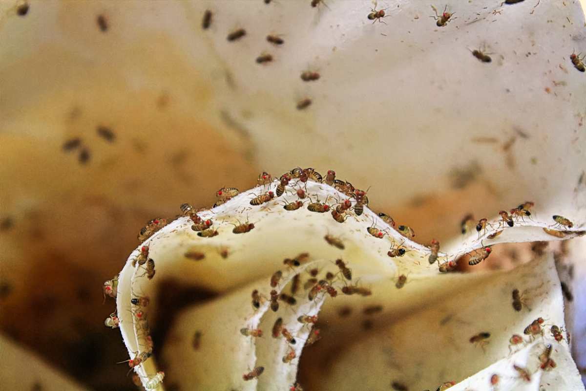 Drosophily zmizli okamžite pomocou dvoch domácich prostriedkov