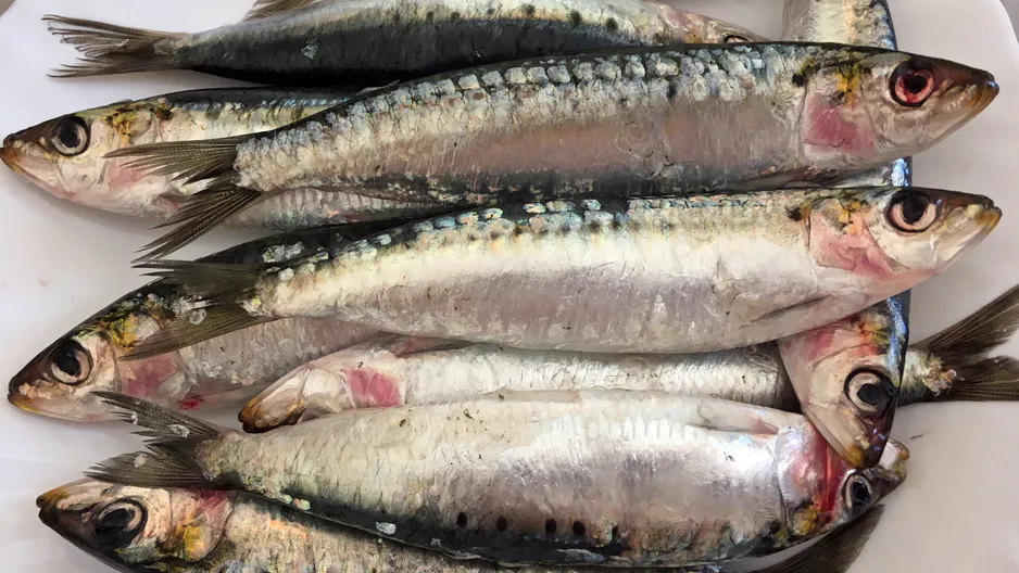 Jedzte ju dvakrát týždenne. Jedna z najužitočnejších rýb