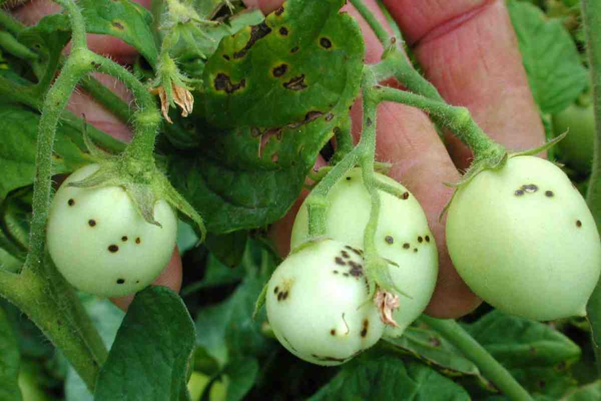 Fľaky na listoch paradajok? Môžu to byť pavúkovité roztoče. Tu je návod, ako sa ich zbaviť.