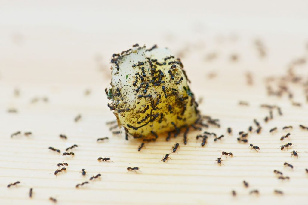 Ako sa zbaviť mravcov v dome pomocou jednej ingrediencie, ktorú má každá kuchyňa