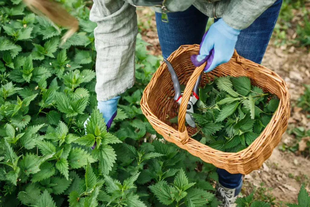 Hnojivo z žihľavy, ideálne na starostlivosť o rastliny v záhrade: tu je recept