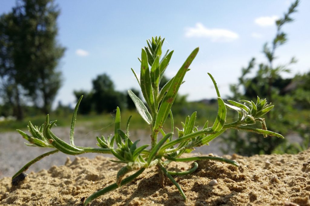 Tento burinu ničí záhradu a zabíja ostatné rastliny, je prakticky nemožné ho vyhubiť