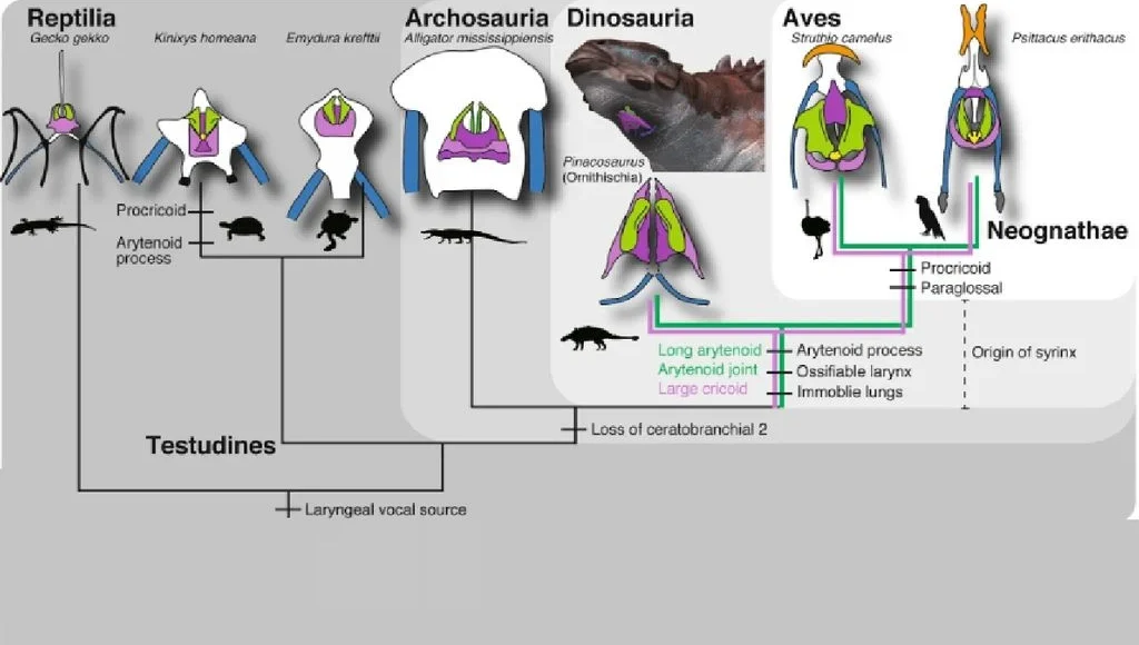 Dinosaury nerušili, ale spievali: objavili prvú skamenelinu hrtana, ktorá svedčí o vokálizácii podobnej vtáčej