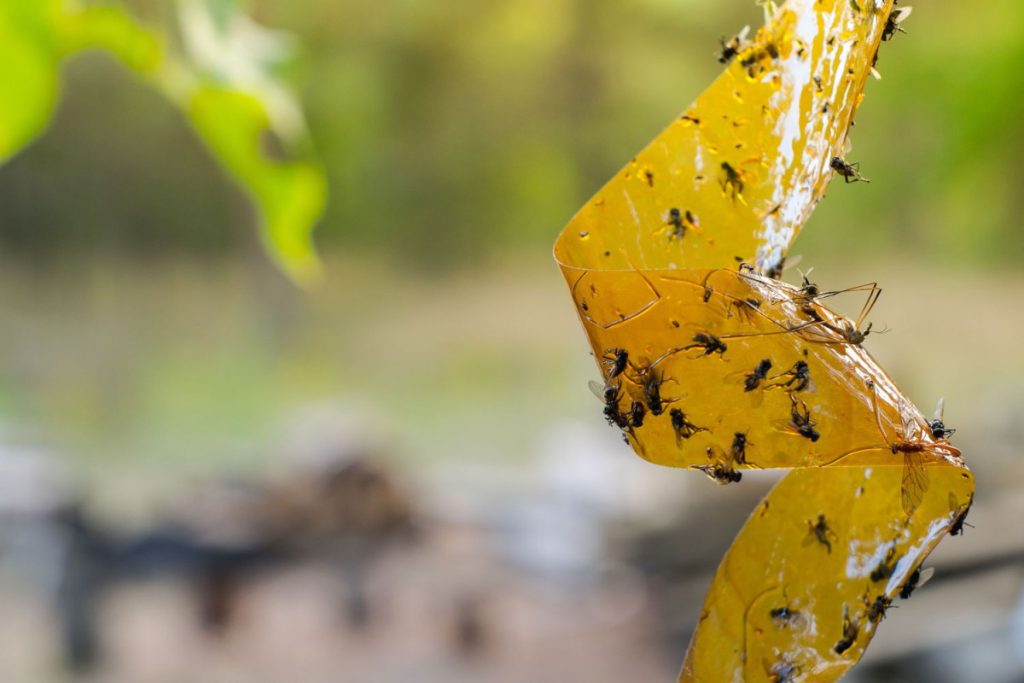 Domáca pasca na muchy: 5 jednoduchých nápadov, ktoré môžete vyskúšať sami