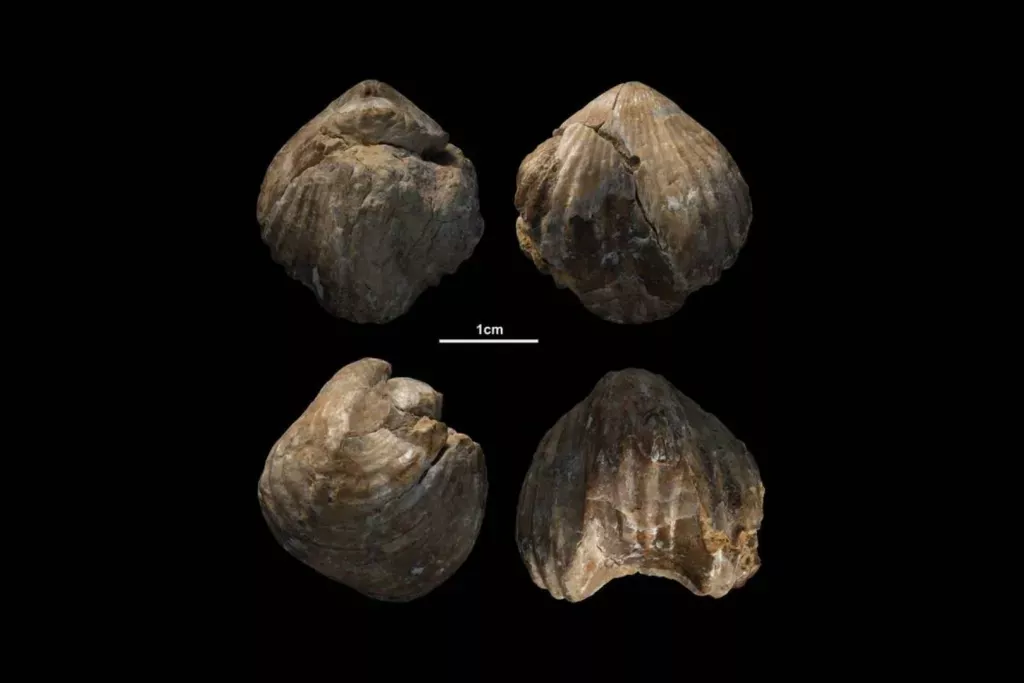 Archeológovia sú zmätení po náleze 130 miliónov rokov starých morských skamenelín v rímskych ruinách v Maroku: nedokážu vysvetliť, ako sa tam dostali