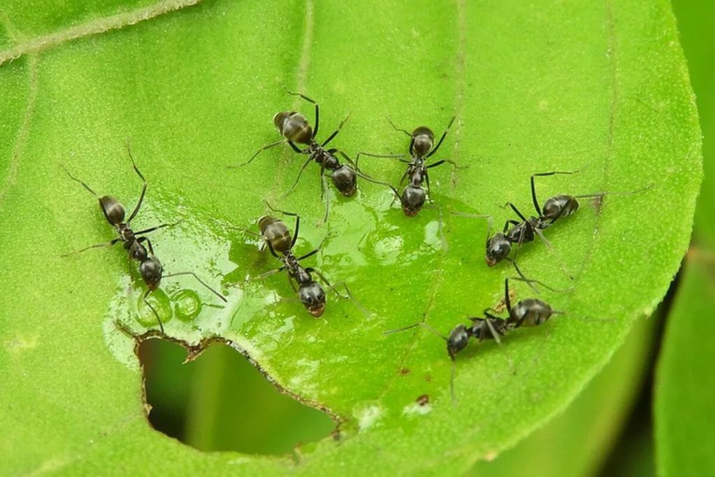 Čím posypať mravce v záhrade? V žiadnom prípade nie kypriacim prostriedkom, použite iný produkt