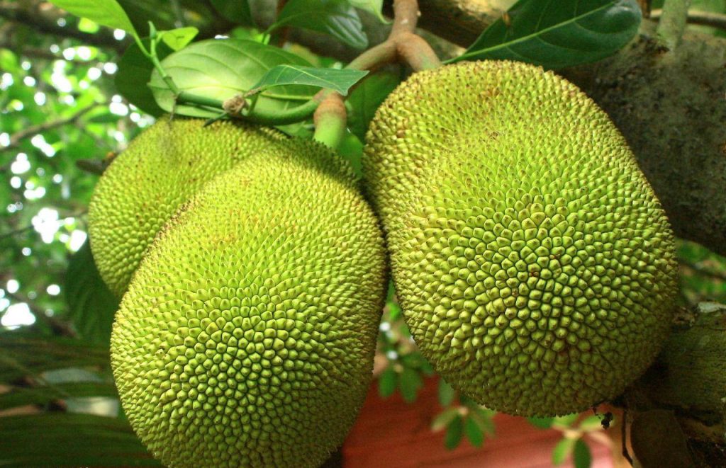 Ani melón, ani vodný melón: tropické ovocie s hmotnosťou 50 kilogramov, ideálne na kontrolu cukru v krvi v lete