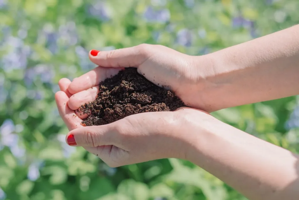 Lavanda bude „kvitnúť viac a zdravšie“, ak do pôdy pridáte 1 kuchynský odpad