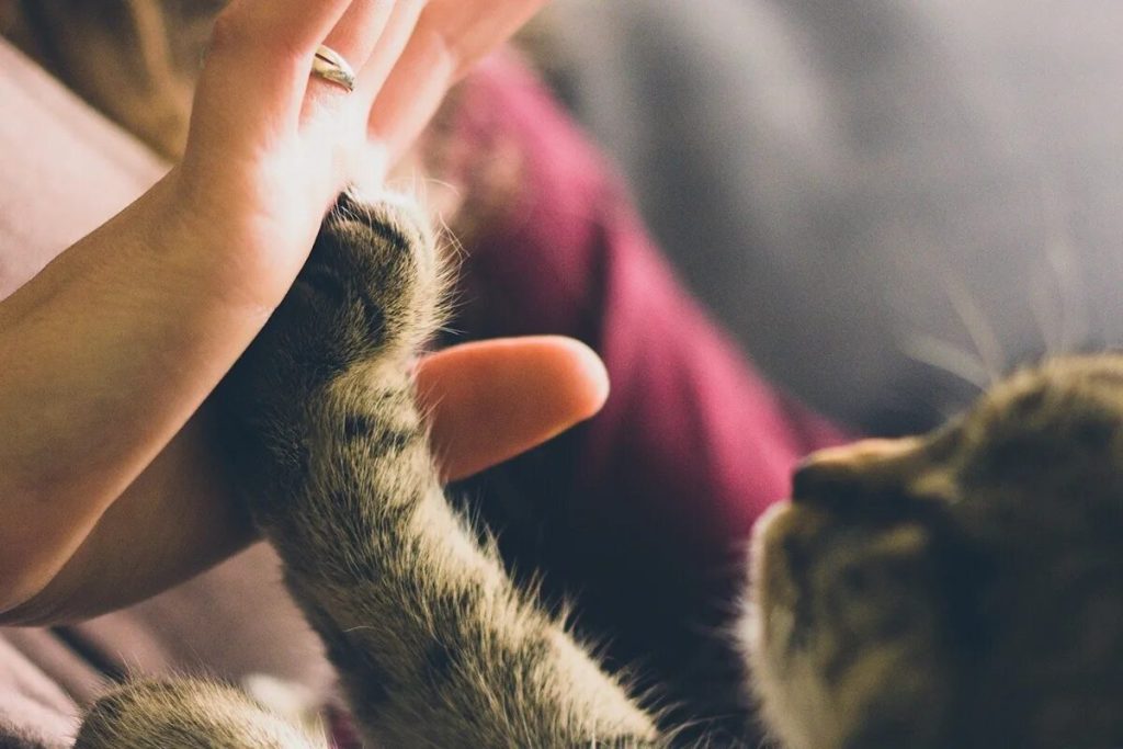Exkluzívne čítanie: kapitola, ktorá odhaľuje, prečo to neboli ľudia, ktorí domestikovali mačky... ale práve ony si vybrali nás